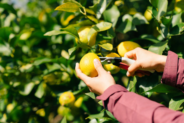 “期間限定”5000円以上で送料無料【広島産】琥珀浄酎 ミズナラ樽熟成 710ml