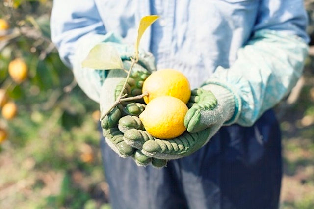 MIKADO LEMON ピール/20g